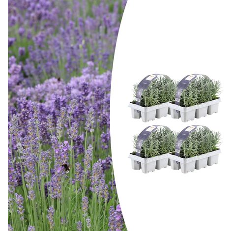 Lot de 24 Lavandes Vraies Lavandula Angustifolia Parfumées Fleurs Violettes Ø7 cm H15 cm - PANGIVO (1/5)
