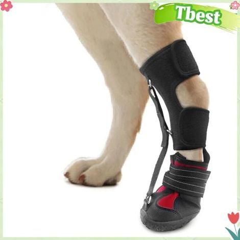 Tbest Sangle de chien sur l’attelle de pied tombant Sangle pour chien sur l'orthèse de pied tombant, soulevez en animalerie kit M. (1/5)