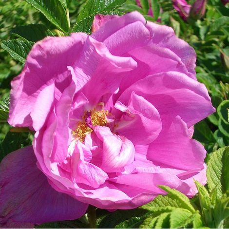 2 x Rosa - Kordes-Rugosa - Rosa 'Pink Roadrunner'®