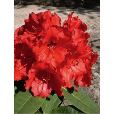 Rhododendron 'Red Jack' Pot de 4L/5L