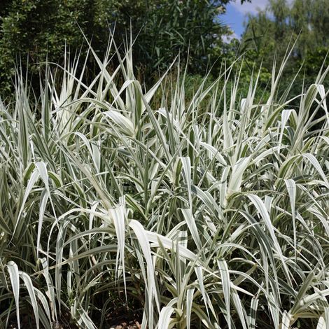 Canne de Provence Ely' - Arundo donax Ely' pot 7,5L (1/2)