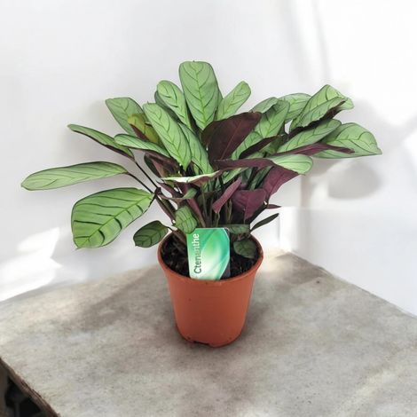 Gardenaria Ctenanthe burle-marxii 'Amagris' - Pianta da interno ornamentale - Altezza: 20 cm (vaso 12) (1/5)