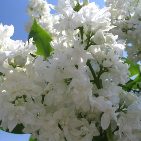 Lilas commun 'Mme Lemoine' 'Madame Lemoine' - 40-60 cm pot