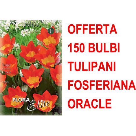 OFFERTA 150 BULBI TULIPANO FOSTERIANA ORACLE