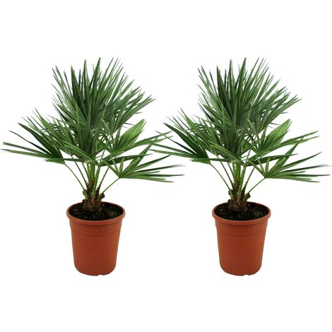 Bloomique - Lot de 2 - Chamaerops Humilis - Palmier nain européen - Palmier rustique - Plantes de jardin - Hauteur 70-80 cm - Pot 21 cm