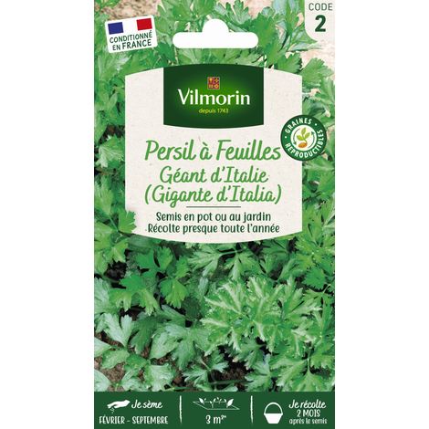 Persil Gigante d'Italie (Géant d'Italie) Vilmorin (1/2)