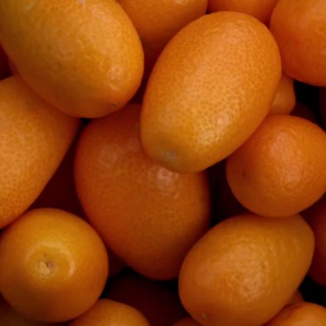 Gardenaria Kumquat - Fortunella margarita - Pianta di agrume da frutto in vaso - Altezza: 65/70 cm (vaso19)
