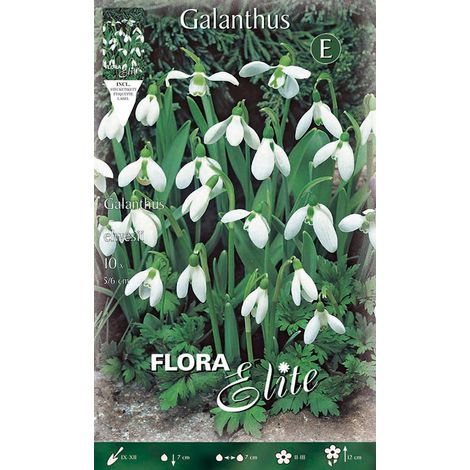 GALANTHUS ELWESII (CONFEZIONE DA 10 BULBI)