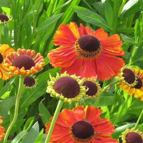 4 x Hélénie  - Helenium 'Rubinzwerg'  - godet 9x9 cm (1/5)