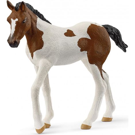 Paint Horse Fohlen
