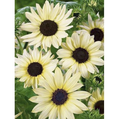 Soleil, Tournesol 'Italian White' le sachet de 150 graines (1g)