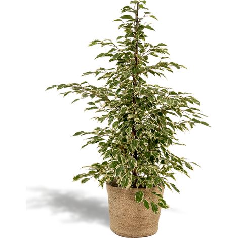 Ficus benjamina Twilight Plante d'Intérieur Dépolluante avec Panier Selin Ø21cm H95cm - PANGIVO