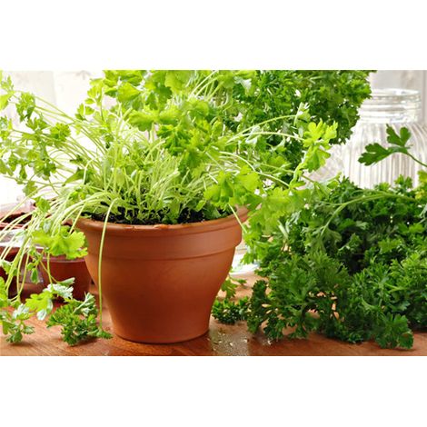 Prezzemolo Liscio "Petroselinum crispum" pianta aromatica in vaso  14 cm (1/4)