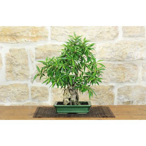 Bonsai di Ficus Neriifolia (12) (1/5)