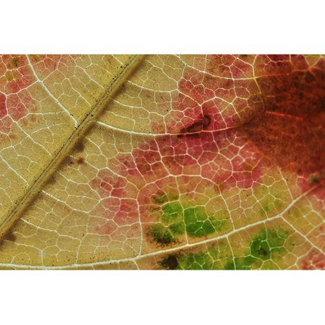 Papier peint panoramique nature multicolore Tapisserie panoramique florale pour bureau Papier peint panoramique nature idéal pour chambre (1/2)