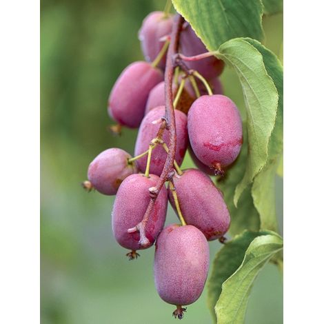 Kiwi, Kiwai 'Bingo' femelle Pot de 2L/3L (1/4)