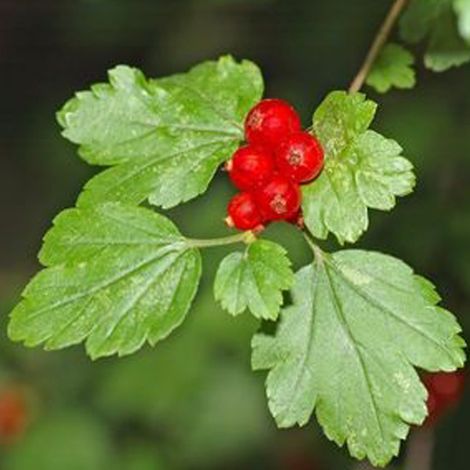 Groseiller des Alpes - Ribes alpinum - 50-60 cm pot (1/4)
