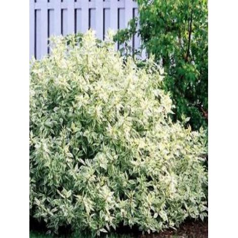 Cornouiller blanc 'Ivory Halo'® Pot de 3L/4L (1/2)