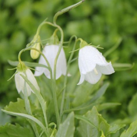 4 x Campanule 'Baby White' - godet 9x9 cm