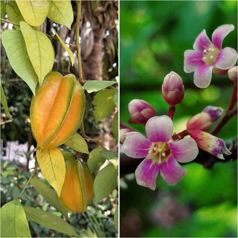 Planta Frutal Ex�tico Carambola. Averrhoa Carambola. 120 - 140 Cm