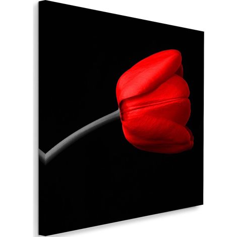 Tableau sur toile Tulipe rouge Fond noir 40x40 (1/5)