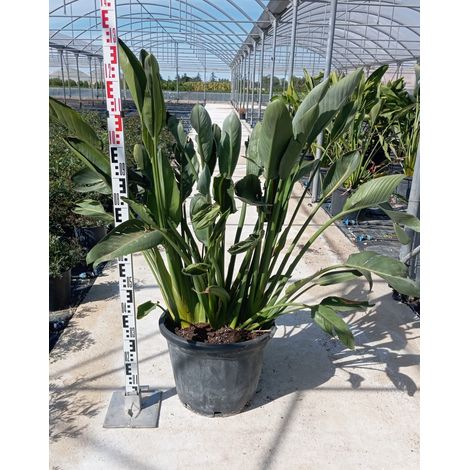 Oiseau de Paradis Strelitzia Reginae Pot 40 cm Vivace Persistante (1/5)