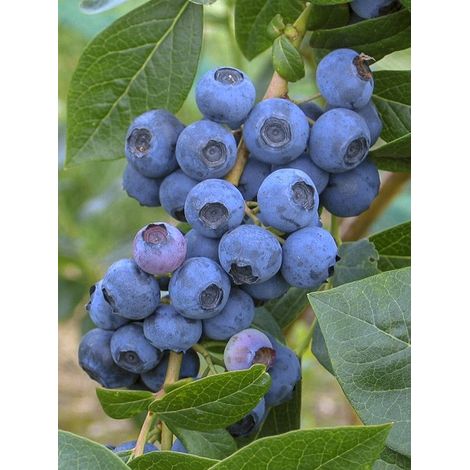 Myrtille d'Amérique 'Spartan' Pot de 2L/3L (1/3)