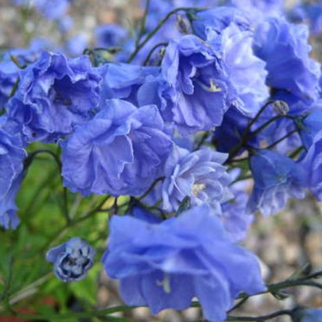 4 x Campanule  - Campanula coclearifolia 'Baby Blue'  - godet