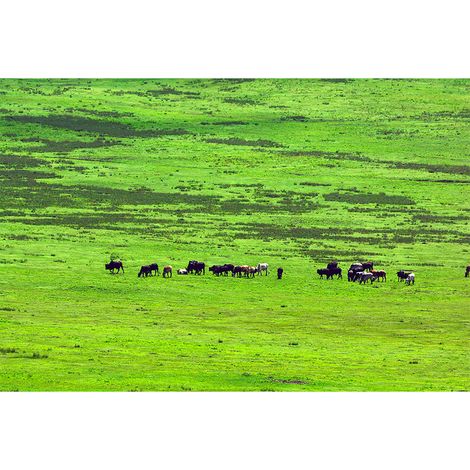 Papier peint panoramique vert paysage Tapisserie panoramique trompe l'oeil savane Papier peint panoramique nature troupeau animaux (1/2)
