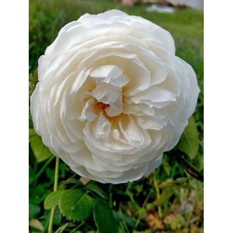 Rosier anglais 'Claire Austin' Pot de 4L/5L (1/3)