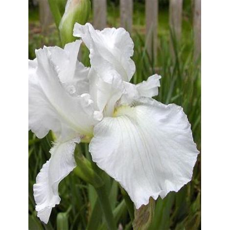 Iris des jardins 'Immortality' Godet de 8/9 cm, Calibre 4/6