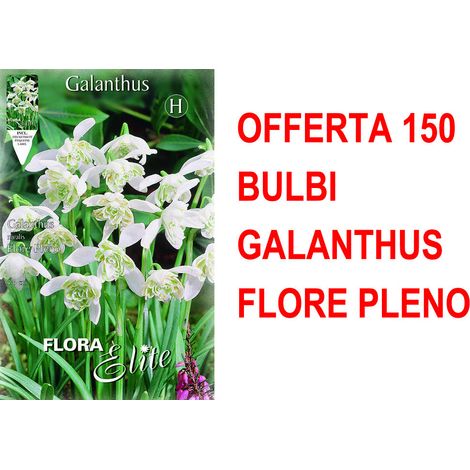 OFFERTA 150 BULBI GALANTHUS NIVALIS FLORE PLENO BULBS BULBES