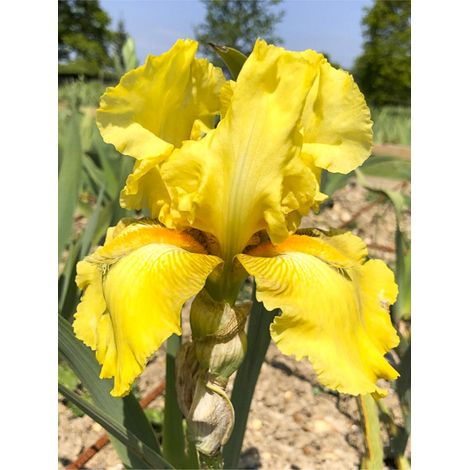 Iris des jardins 'Golden Immortal' Rhizome, Calibre 10/15, qualité extra