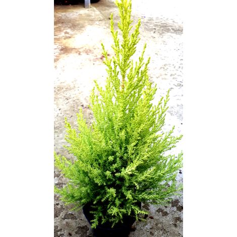 Planta de Cupressus Macrocarpa. Agradable Aroma a Lim�n