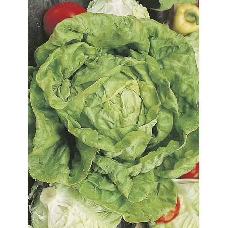Laitue 'All the Year Round' le sachet de 2500 graines (3g) (1/2)