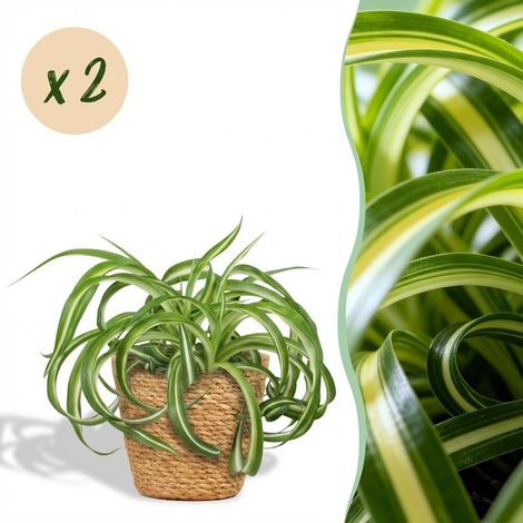 Lot de 2 Chlorophytum comosum Bonnie Plantes d'Intérieur avec Panier Vert Pot 12 cm Hauteur 20 cm - PANGIVO (1/5)