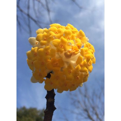 Gardenaria Edgeworthia chrysantha - Arbusto ornamentale da giardino - Altezza: 40/60 cm (vaso19) (1/5)