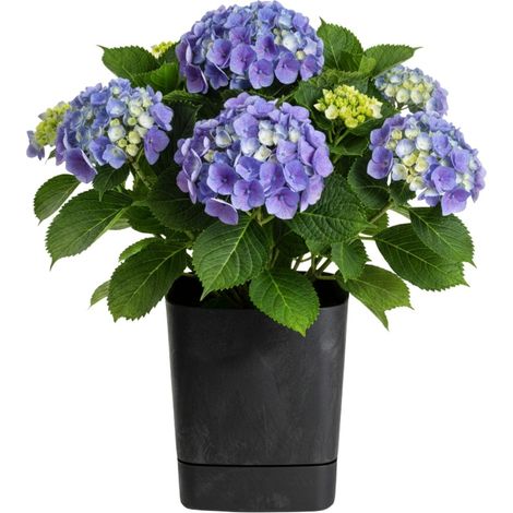 CUBI Blumentopf mit Untersetzer, recycelter schwarzer Beton, 34 x 34 cm