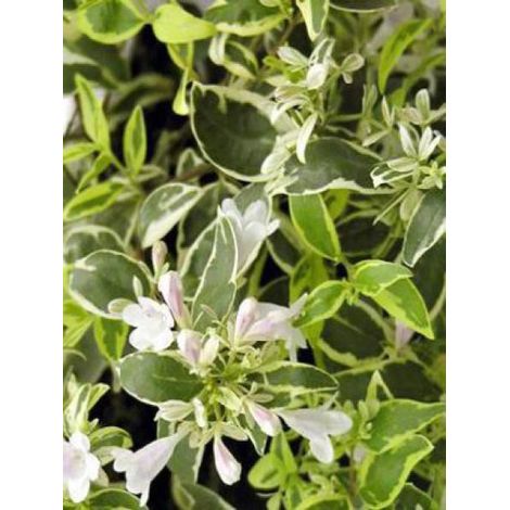 Abélia panaché 'Hopley'® Pot de 2L/3L