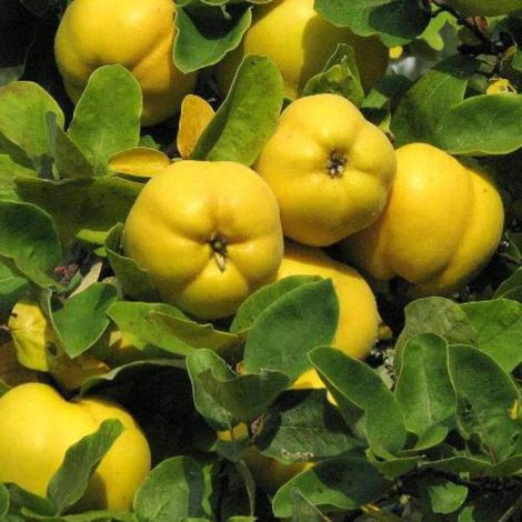 1 plant /tree (approx 1m) - Spondias dulcis (cotogno apple)
