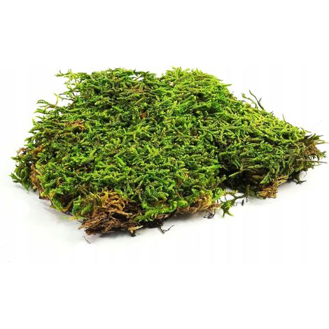 Dekorative Moosplatten, natürlich gereinigt, 50 g