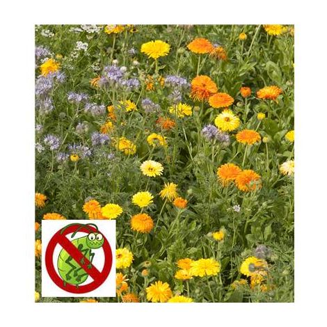 FLEURS ANTI PUCERONS - 15 G - Graines