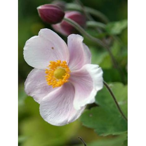 Anémone du Japon 'Richard Ahrens' Godet de 8/9 cm (1/2)