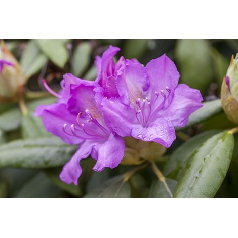 Rhododendron-Hybride 'Catawbiense Boursault' Rhododendron Hybr.'Catawbiense Boursault' C 5 30- 40 (1/5)