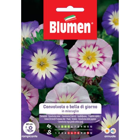 SEMI CONVOLVOLO MIX BLUMEN