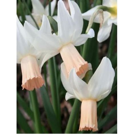 Narcisse trompette 'Cotinga' Bulbe calibre 12+ (par 10) (1/2)