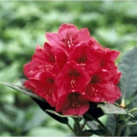 Rhododendron (t) 'Lord Roberts' 40-50 cm RHODODENDRON