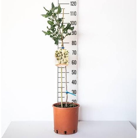 1 plant /tree (approx 1m) - pistachio (Pistacia vera) female