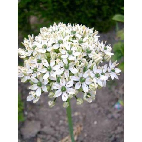 Ail d'ornement nigrum Godet de 8/9 cm calibre 12+ (1/2)