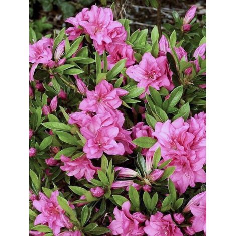 Azalée japonaise 'Rosa King' Pot de 4L/5L (1/3)